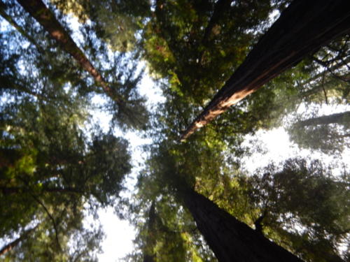 Sequoia trees in the Avenue of the Giants