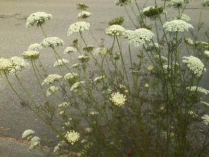 Flowers in the mist