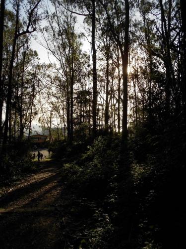 Forest walk